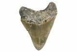 Serrated, Fossil Megalodon Tooth - Polished Tip #378031-2